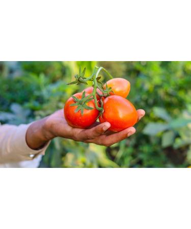 Mitilinia Gi | Handmade Greek Tomato Sauce with Basil Oregano and Extra Virgin Olive Oil | 2 x 480g | Preservative Free - Gluten Free & Vegan. - Buy Online on GoSupps.com