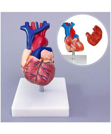 Educational Model Human Anatomical Heart Model Human Organ Anatomical Model Heart Model Detachable 2 Parts Science Anatomy Heart Model Medical Models - Buy Online on GoSupps.com