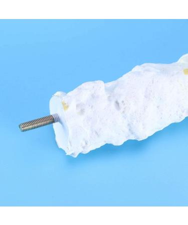 POPETPOP Bird Parrot Stand Perches with Cuttlebone - Calcium Perch Standing Pole and Toys for Parrots | Bird Cage Accessories - Buy Online on GoSupps.com
