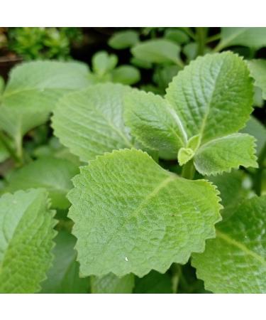 Candida Away Complex - Herbal Digestive Aid & Wellness Formula for Gut Health | 60 Capsules - Buy Online on GoSupps.com