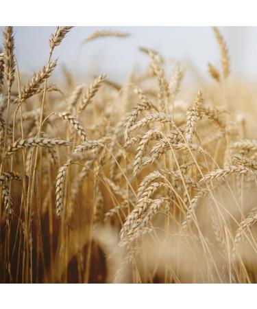 Rausch Wheat Germ Nutrient Flushing 200ml - Premium Hair & Scalp Care | International Shipping Available - Buy Online on GoSupps.com