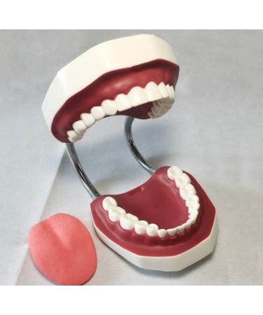 LBYYH Life-Size Dental Teeth Model for Kids - Standard Adult Demonstration Tooth for Early Oral Education & Brushing Practice - Buy Online on GoSupps.com