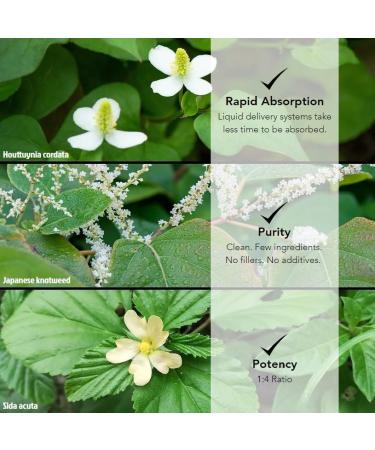 Buhner's 3 Herb Bart Blend Herb Tincture Extract 8 oz 8 Fl Oz (Pack of 1) - Buy Online on GoSupps.com