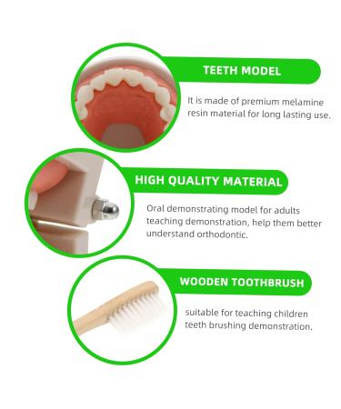 Buy Solustrie Dental Study Model for Kids | Educational Teeth & Oral Cavity Teaching Toy - International Shipping Available - Buy Online on GoSupps.com