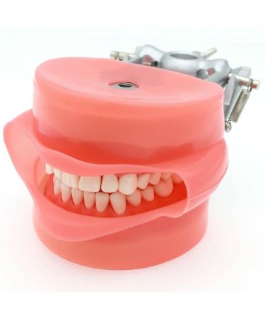 Dental Teeth Model Adult Denture Model with 28/32 Teeth Detachable Teeth Teeth Model Suitable for Research and Teaching for Dental Students Patient Education Display (M8012 + Simulation Cheek) - Buy Online on GoSupps.com