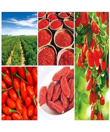 Th Goji Berry Naturel 100g (0.22LB) Goberry Goji Berberry Tisane Th Parfum Th aux Fleurs Th Botanique Th aux Herbes Th Vert Th cru Nourriture verte Th aux Fleurs Th Chinois - Buy Online on GoSupps.com