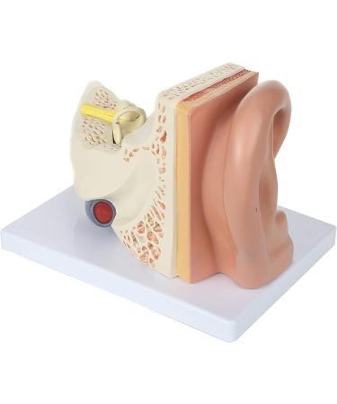 Human Ear Model 5 Times Natural Size Model with 3 Parts Illustrating The Main Regions of The Ear Human Beings Ear Cleaner - Buy Online on GoSupps.com