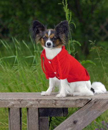 Idepet Dog Sweater - Warm Coat for Small Dogs & Cats | Chihuahua Puppy & Teddy Pudel | Red (L) - Buy Online on GoSupps.com