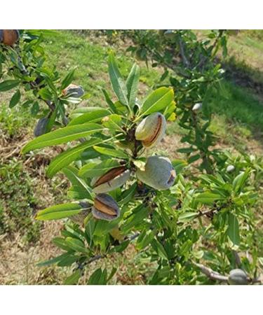 Almonds almond kernels Greek almonds premium quality ARISTOS 200 g - Buy Online on GoSupps.com