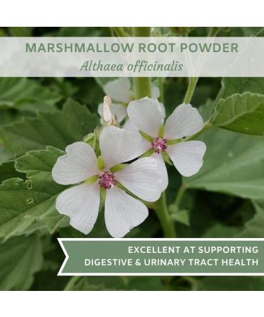 Organic Marshmallow Root Powder 8 oz - USDA Certified Althea Officinalis Herb Powdered, 8 Ounce Pack - Buy Online on GoSupps.com
