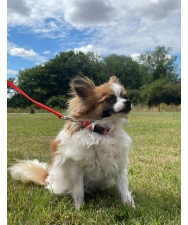 Puppy Training Lead Small Dog Recall Obedience Training Leash 10ft (3m) in 13mm Strong Webbing in (Black) - Buy Online on GoSupps.com