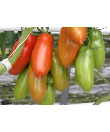 SAFLAX - Tomate San Marzano - 10 graines - Lycopersicon esculentum - Buy Online on GoSupps.com