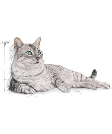 Royal Canin Cat Food Indoor Appetite Control 2 KG - Balanced Nutrition for Indoor Cats - Buy Online on GoSupps.com