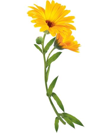 K ranove Naturanove Bio - Certified Organic Calendula Gentle Conditioner - For All Hair Types - 200 Ml - Pack of 3 - Buy Online on GoSupps.com