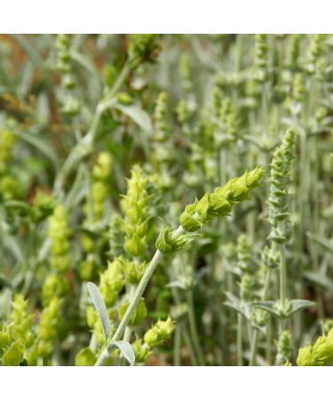 Whole organic Greek mountain tea (200g 7oz) whole flower stalks from controlled organic cultivation gently dried Sideritis Scardica Bio Mursal tea 200 GR - Buy Online on GoSupps.com