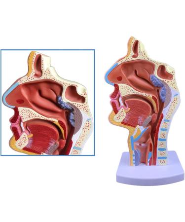 Mouth Nose Throat Pharynx Education Human Body ENT Model Study Model Pathology Nose Throat Model Enlarge The ical Model A+a - Buy Online on GoSupps.com