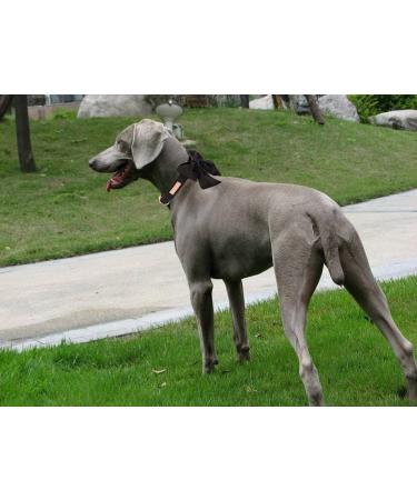 Unique Style Paws Silk-Black Dog Halison - Durable Hall Band for Medium Dogs | Wedding & Fly Designs - Buy Online on GoSupps.com