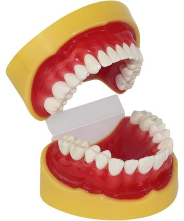 Teaching Dental Model for Children | Adult Standard Mouthwash Model & Accessories | Ideal for Dentistry Students & Patients | Unterric - Buy Online on GoSupps.com