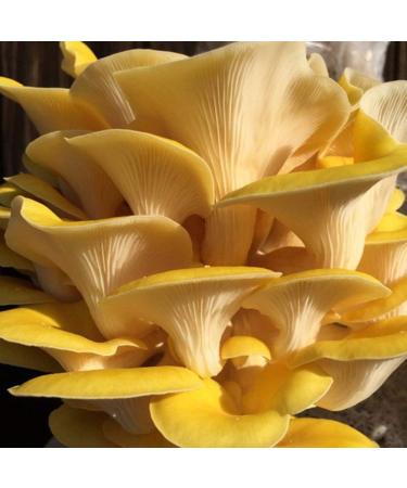 Golden Oyster Mushroom Grain Spawn - 1 lb. Freshly Made & Ready to Use - Buy Online on GoSupps.com