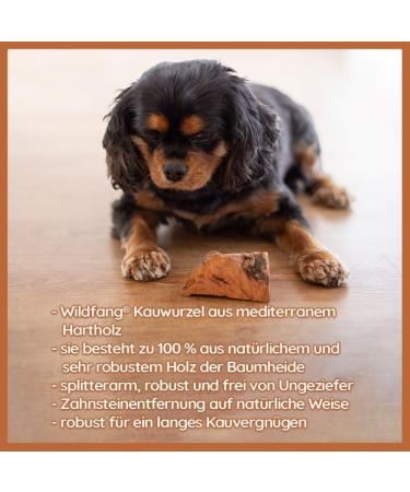 Wildfang Chewing Root for Dogs | Durable Dental Chew Toy | Splinter-Low Tree Heath Wood | Optimal Care for Puppies & Dogs (M: 151g-300g) - Buy Online on GoSupps.com