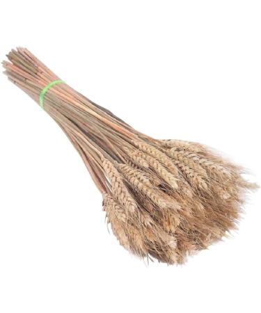 Dried Wheat Stems 100PCS Type 1 Dried Wheat Stalks Dried Wheat Sheaves Fake Dried Wheat Sheaves Stalks Bouquet Bundles Natural Wheat Stalks Bundle Dry Grass Bunch DIY Arrangements Primary - Buy Online on GoSupps.com