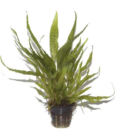 Buy Tropica Microsorum Pteropus Java Fern - Healthy Aquatic Plants for Your Aquarium | Pot No. 008 - International Shipping Available - Buy Online on GoSupps.com