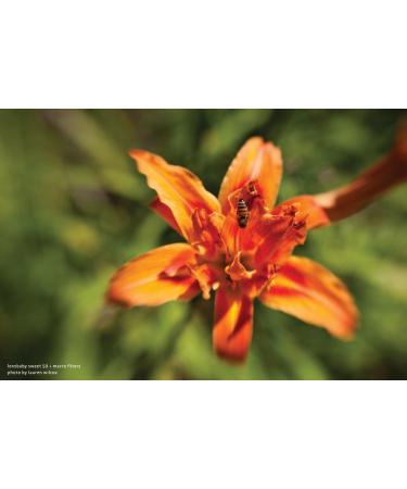 Lensbaby 46mm Macro Filter Kit - Explore Close-Up Photography - Buy Online on GoSupps.com