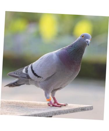 VILLFUL 100 Pcs Pigeon Anklet Numbered Pigeon Deterrent Sound Clips Drumstick Chicken Foot Ring Plastic 1.3X1.3CM Orange - Buy Online on GoSupps.com