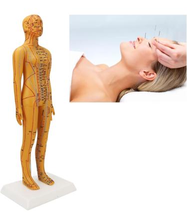 20.9-Inch Female Acupuncture Training Puppet Model - Clear Anatomical Acupuncture Points for Effective Learning - Buy Online on GoSupps.com