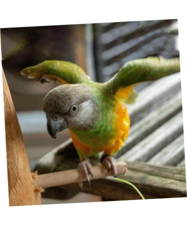 Angoily 3 pcs 15 Leash Trainning Color for Flying Activities Random Elastic Harness Parrot Meters Size 5x3pcs As Shownx3pcs - Buy Online on GoSupps.com