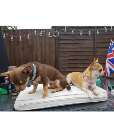 pets-lover Personalised Dog Puppy Cat Pet NAME Collar (Pink XS(1.5CM*30CM)) Pink XS(1.5CM*30CM) - Buy Online on GoSupps.com