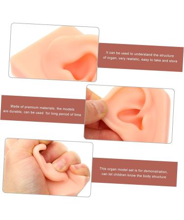 ULTECHNOVO Simulation Ear Model for Earring Display Practice - Khaki Silica Gel Artificial Ear Piercing Silicone Body Parts - Buy Online on GoSupps.com