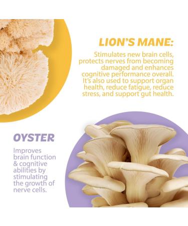 Roots Focus Nootropic Brain Supplement - Fruit Punch | Lion's Mane Cordyceps & Reishi Mushrooms + Extended-Release Caffeine - 50 Servings - Buy Online on GoSupps.com