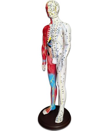Acupuncture and Muscle Anatomical Male Model Pressure Point and Meridians Acupuncturists and Other Medical Professionals Training Teaching Education (60cm/23.6inch) - Buy Online on GoSupps.com