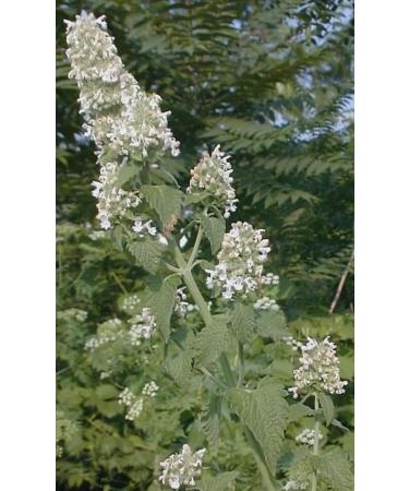 Generic Catnip Leaf 100% Natural Grown Herb Freshly Cut from Field 100g/3.5oz Bags Green - Buy Online on GoSupps.com