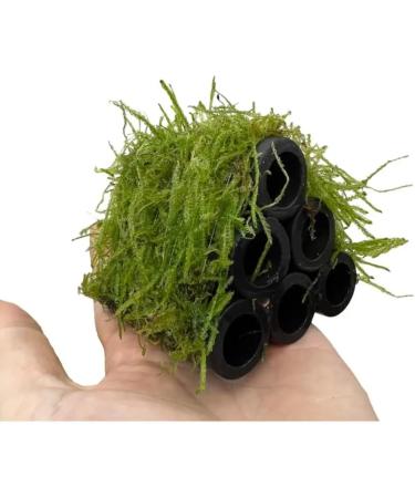 Aqua Essentials Java Moss Shrimp Shelter - Buy Online on GoSupps.com