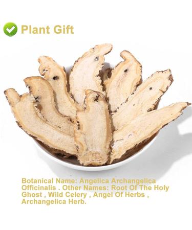 Buy Organic Angelica Root 70g - Dried Cut Root & Tea | Premium Archangelica Officinalis for Herbal Remedies - International Shipping - Buy Online on GoSupps.com