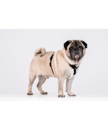 Chaba Guard Dog Harness for Small Dogs - Anti-Pull Adjustable Control Harness - Lightweight Step-In Design for Running - Black - Buy Online on GoSupps.com