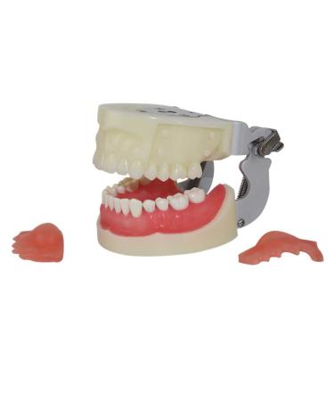 Life-size teeth abscess cut and preparation model human teeth teaching and practice tool suitable for students