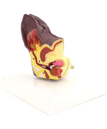 Dog Ear Dissection Anatomy Model Dog Ear Model Animal Organ Anatomy Model Dog Ear Model Health and Infected Pathological Ear Model for Veterinary Education Study - Buy Online on GoSupps.com