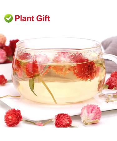 PlantGift Dried Red Artful Plum Tea 30G/1oz - Gluten-Free Non-GMO Dried Flowers Herbs Kit for Bath Soap Making Dry Flowers - Buy Online on GoSupps.com