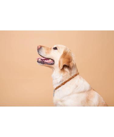 Amberpetcare Amber Chain for Dogs & Cats | Natural Baltic Amber Neckband Against Ticks - Buy Online on GoSupps.com
