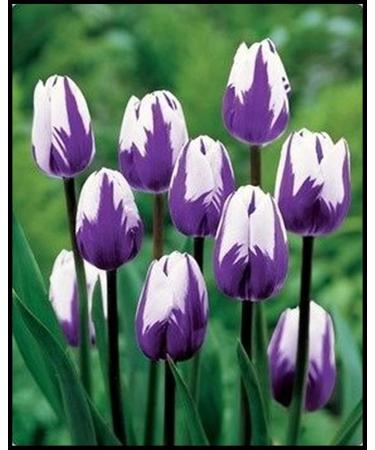 5x Tulip Bulbs Mixed Tulip Bulbs Cold Resistant Magical Plant Garden Flowers - Buy Online on GoSupps.com