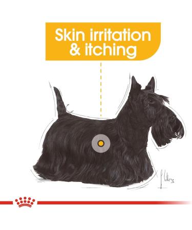 Royal Canin Dermacomfort Mini | 1 kg | Complete Food for Small Adult Dogs up to 10 kg | To Support Normal Skin Health | With Omega 3 and 6 Fatty Acids - Buy Online on GoSupps.com