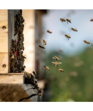  The Raw Honey Shop Fresh Raw Organic Bee Pollen Granules 200g Pure Natural and Raw Supports Health and Immunity No Artificial Additives Unheated and Unprocessed - Buy Online on GoSupps.com