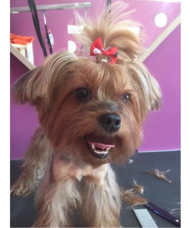 50 Pcs Assorted Dog Hair Bows with Elastic Rubber Bands Cute Patterns Hair Grooming Accessories for Small Dog Cat Puppy - Buy Online on GoSupps.com