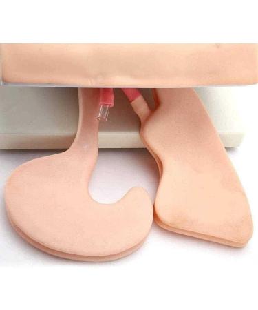 Adult Intubation Manikin - Oral Nasal Airway Management Simulator | Nursing Education Trainer with Removable Conversion Kit - Buy Online on GoSupps.com