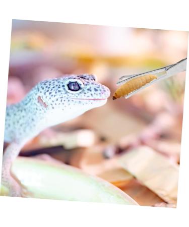 Generic Reptile Feeding Clip Snake Tongs Feeding Tools Lizard Stuff Stainless Steel Silver - Buy Online on GoSupps.com