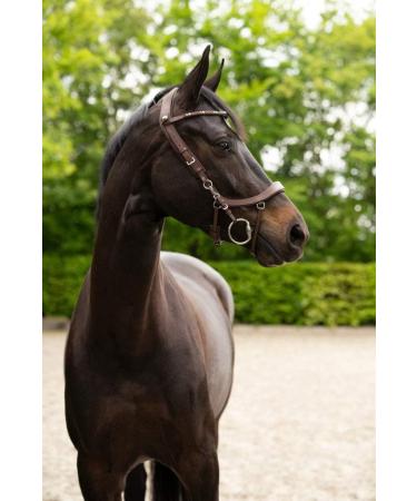 PresTeq FaySport Snaffle Bridle Brown Cob | Premium Equestrian Gear for International Shipping - Buy Online on GoSupps.com
