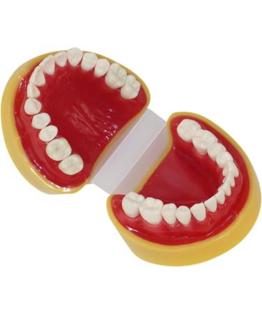 Teaching Dental Model for Children | Adult Standard Mouthwash Model & Accessories | Ideal for Dentistry Students & Patients | Unterric - Buy Online on GoSupps.com